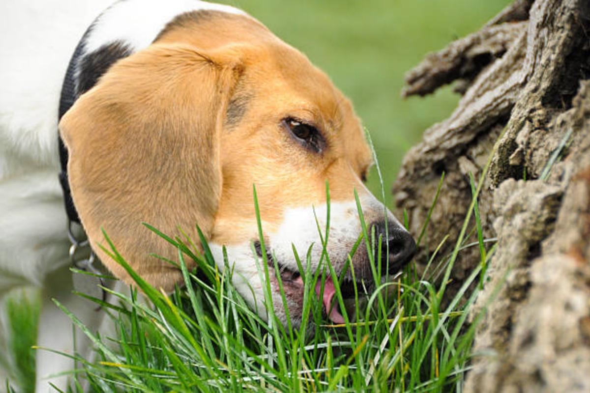 My Dog Keeps Throwing up Grass, What Should I Do?