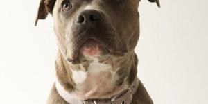 People Are Afraid of my Pit Bull: What Can I Do?