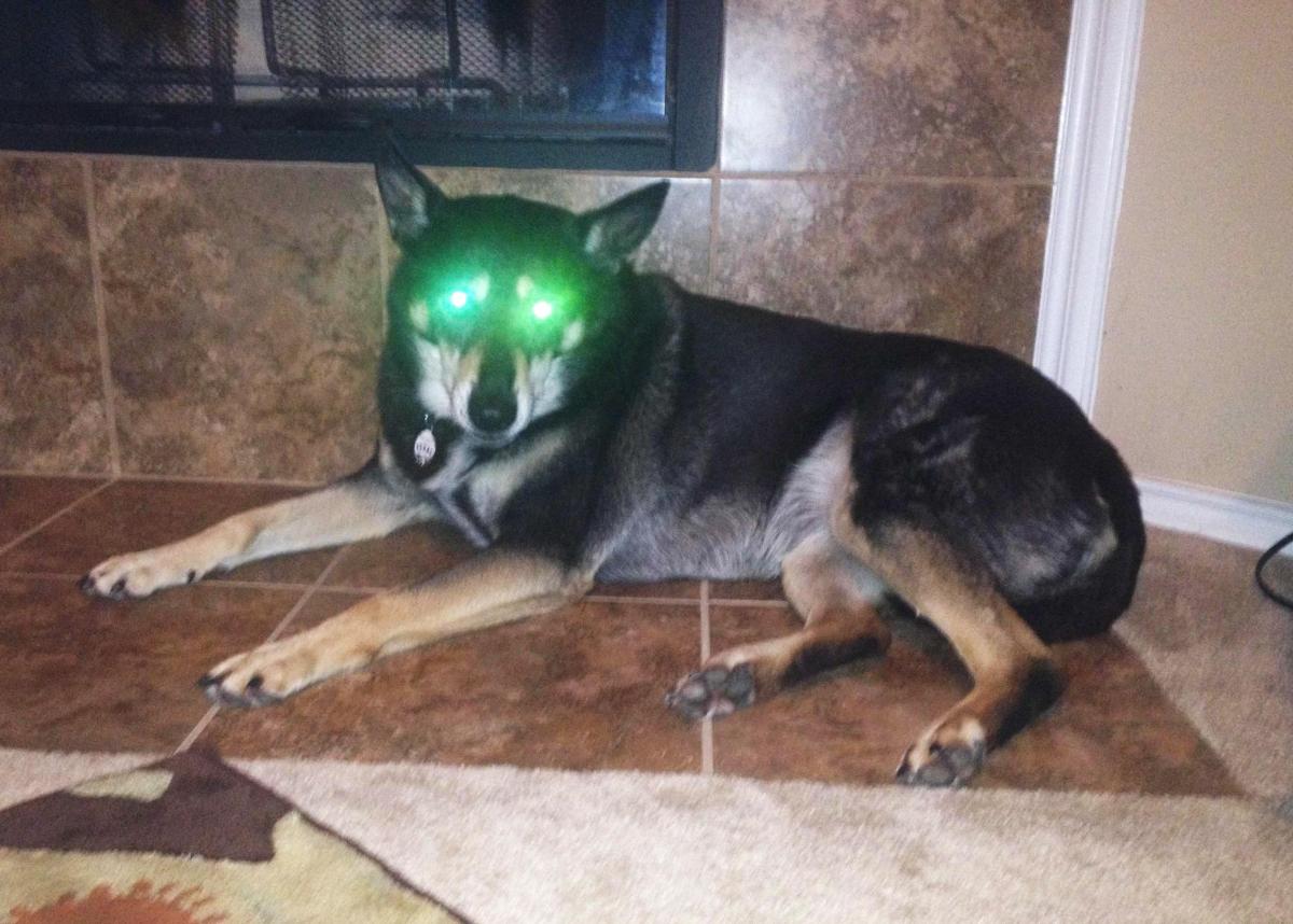 Why Do My Dog's Eyes Glow in the Dark?