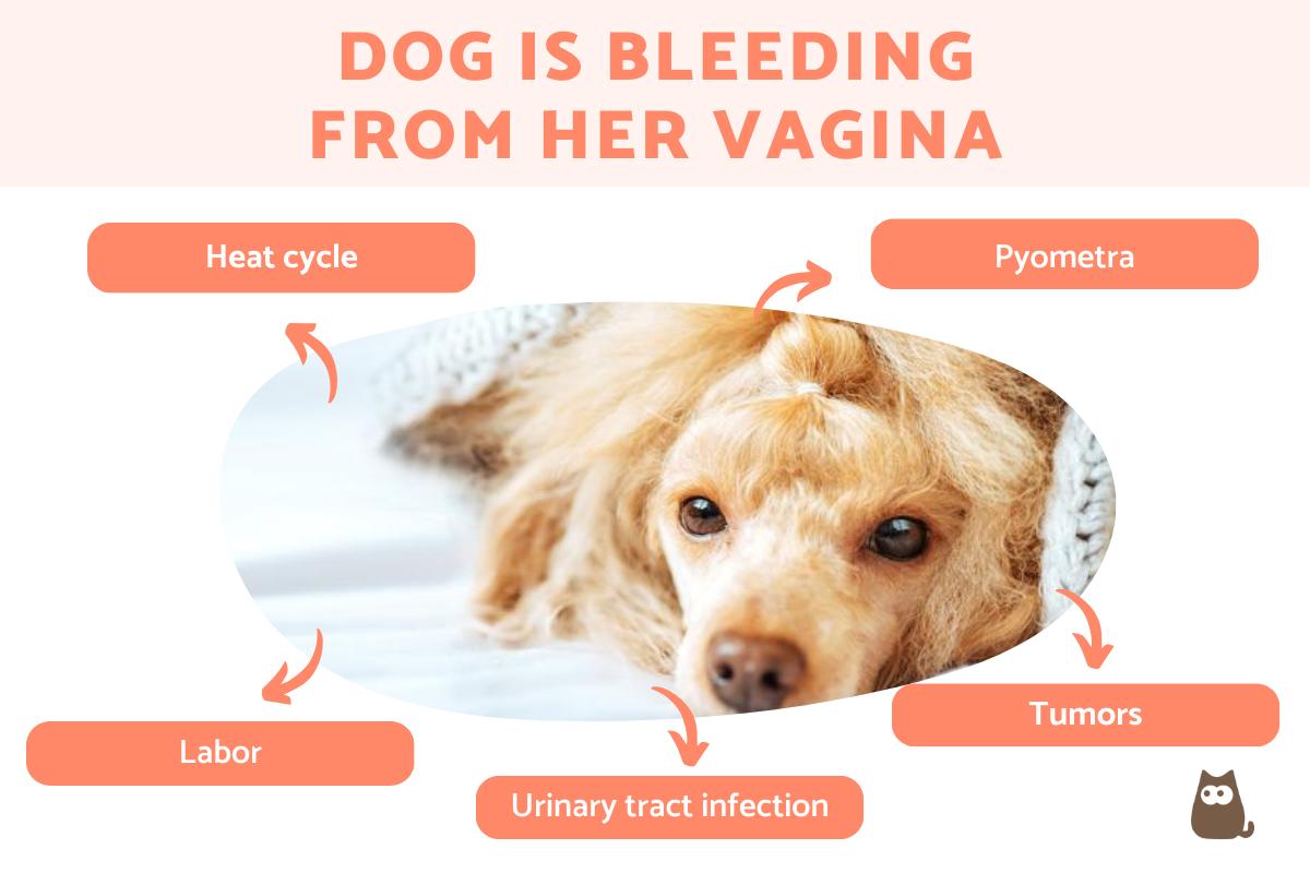 Why is My Dog Bleeding From Her Vagina?