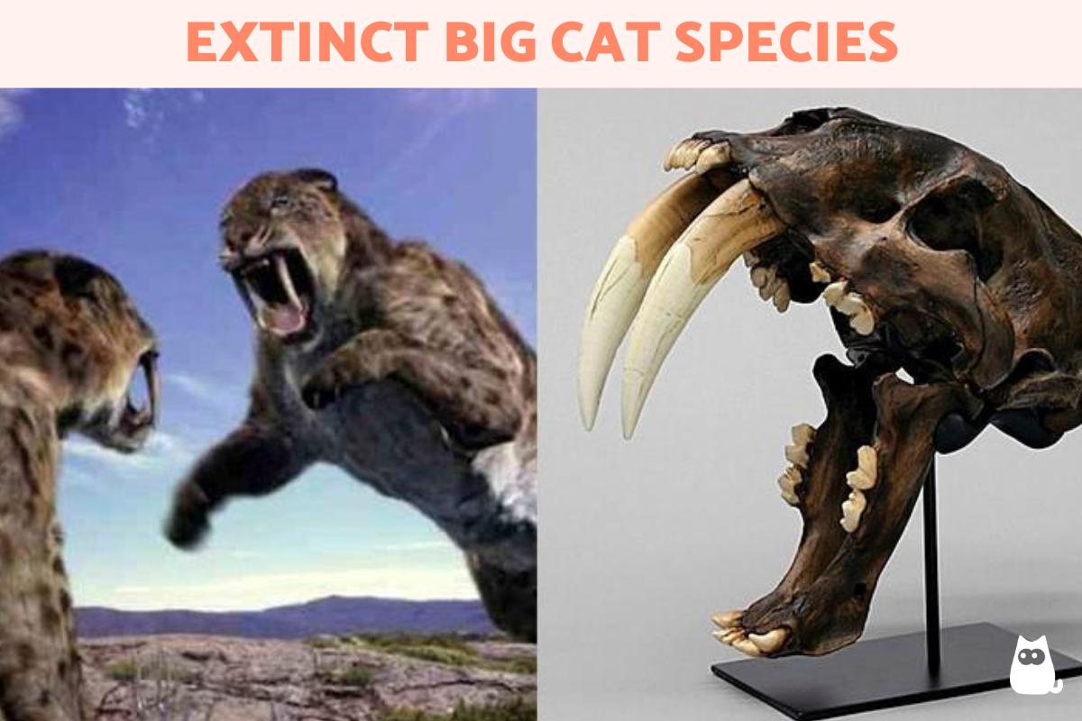Extinct Big Cat Species