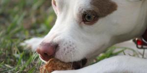 My Dog Is Hungry All the Time