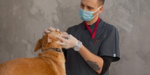Recognising a Veterinary Emergency: A Pet Owner’s Guide