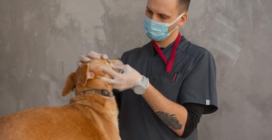 Recognising a Veterinary Emergency: A Pet Owner’s Guide