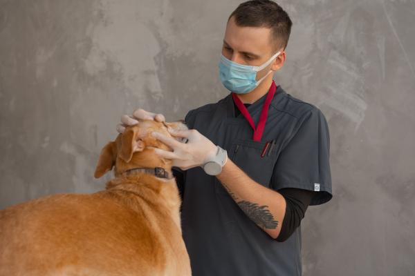 Recognising a Veterinary Emergency: A Pet Owner’s Guide