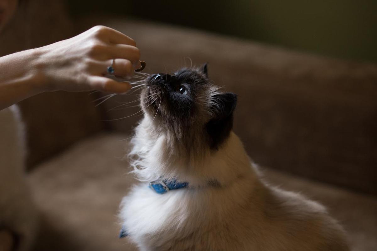 My Cat Is Obsessed With Food