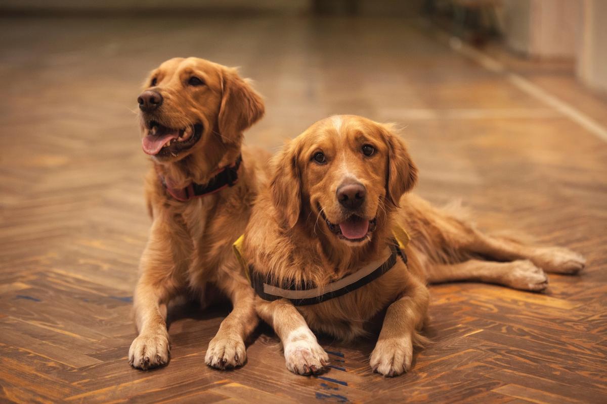 Types of Retriever Dogs