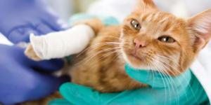 Why is My Cat Limping All of a Sudden? - Causes and Treatment