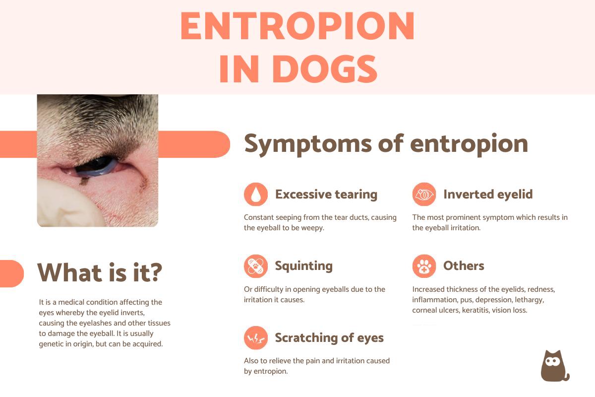 Entropion in Dogs - Causes and Treatment
