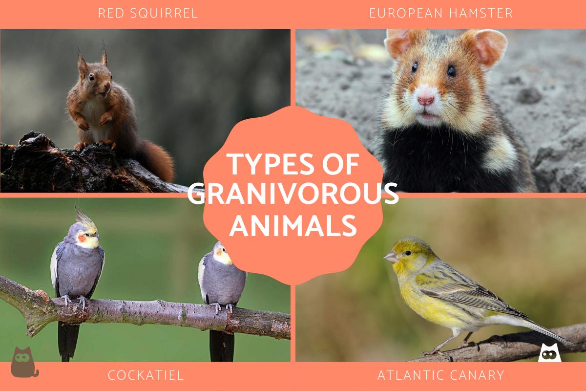 Granivores - Types of Seed Eating Animals