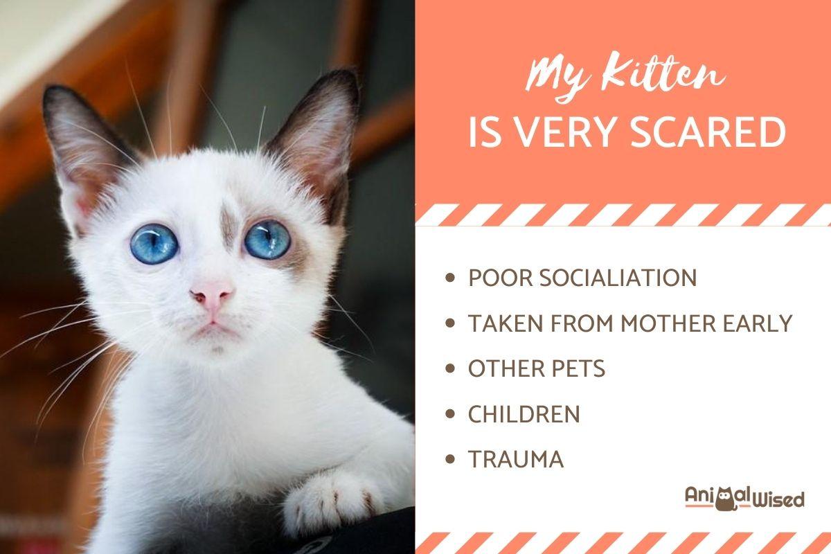 My Kitten Is Very Scared - How Can I Help?