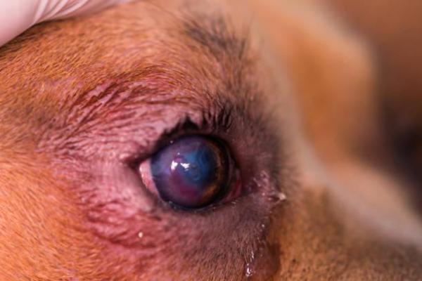 Entropion in Dogs - Causes and Treatment of Canine Entropion