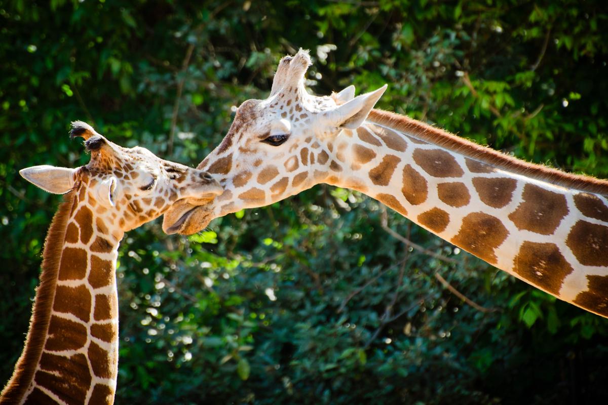 Where Do Giraffes Live in the World?