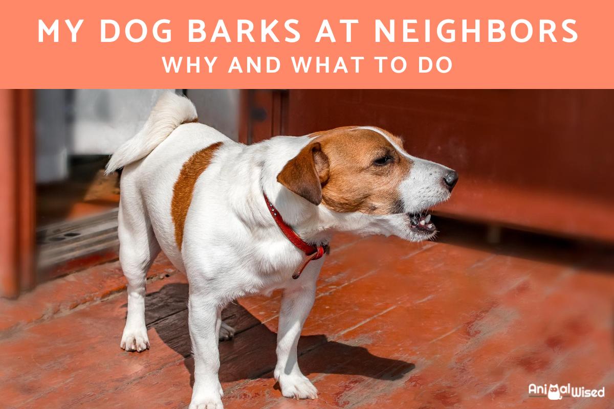 My Dog Barks at the Neighbors