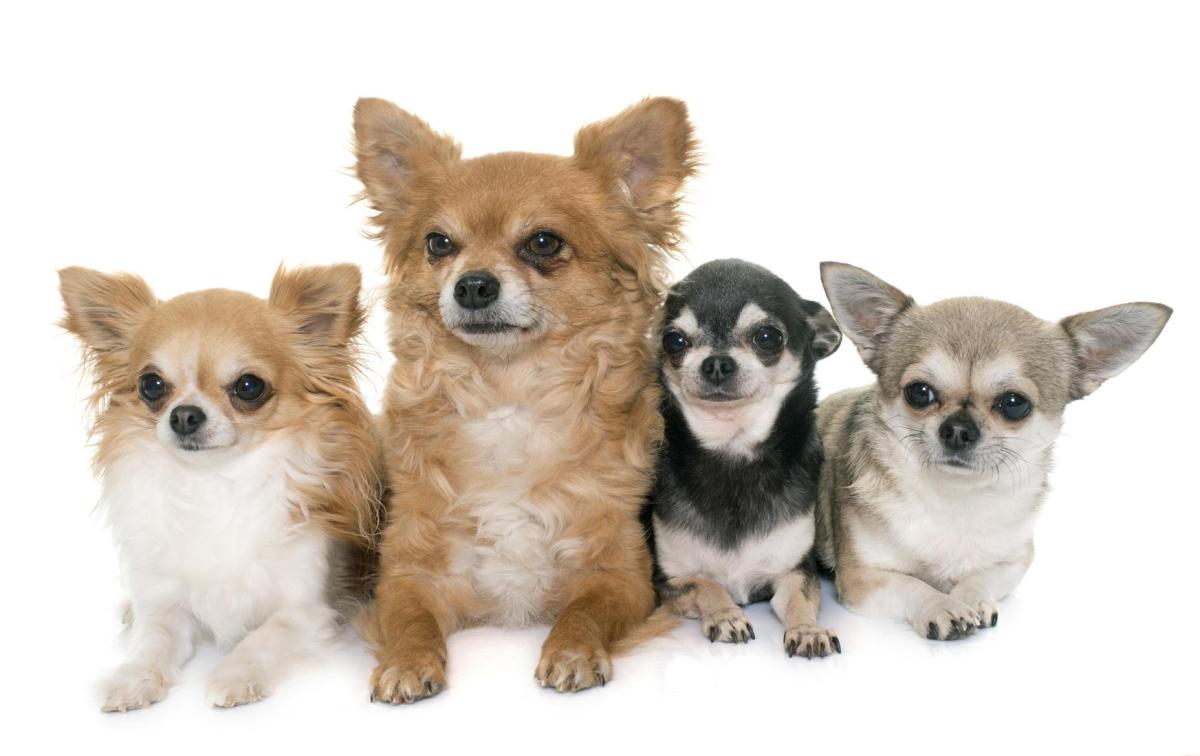 Types of Chihuahua - All Breed Variations