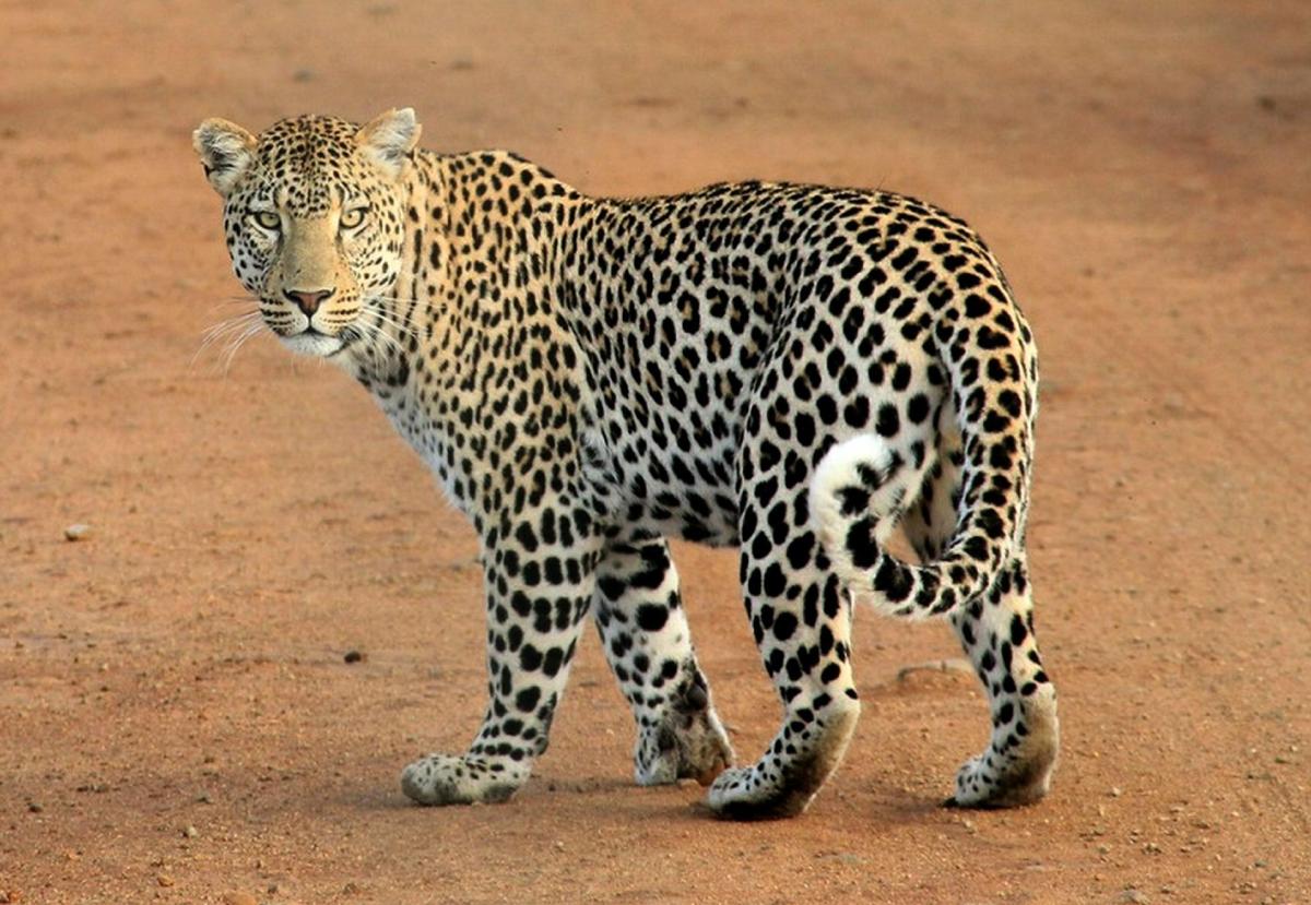 Where Do Leopards Live?