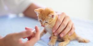 Can You Give Cats Amoxicillin? - Uses, Dosage and Side Effects