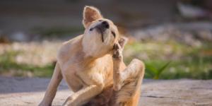 Creolin for Dogs - Uses and Safety