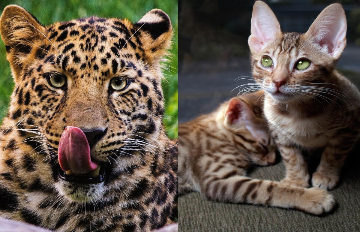 Domestic Cats That Look Like Leopards