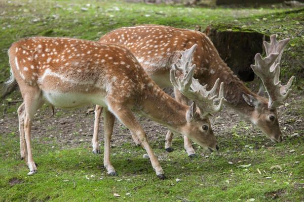 10 Animals That Look like Deer with Horns - Persian fallow deer (Dama mesopotamica)