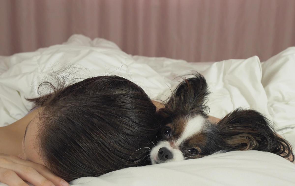 My Dog Has Fleas and Sleeps in My Bed