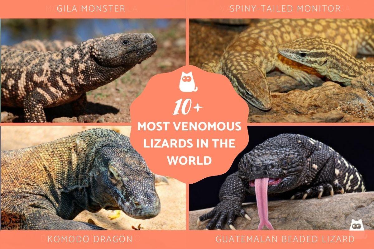 Venomous Lizards List - With Photos