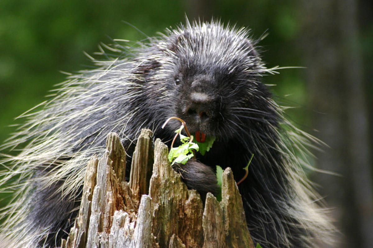 What Do Porcupines Eat?