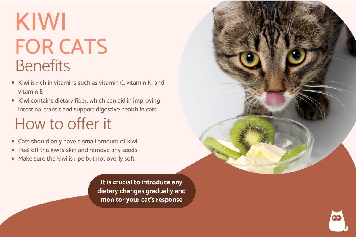 Is Kiwi Good for Cats?