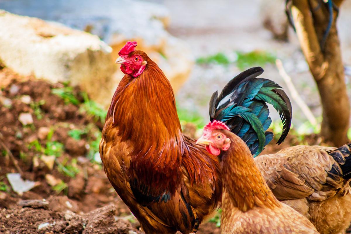 Can Chickens Lay Eggs Without a Rooster?