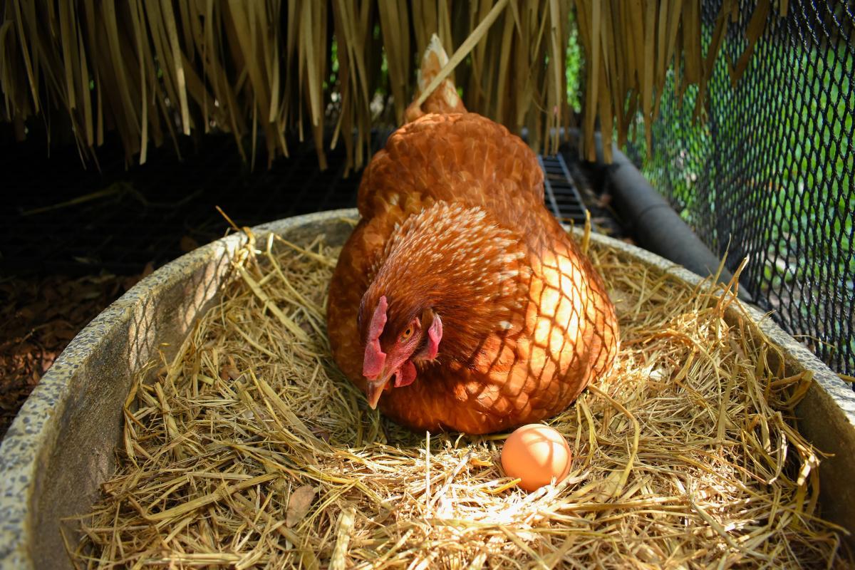 Can Chickens Lay Eggs Without a Rooster? - Hen Egg Production