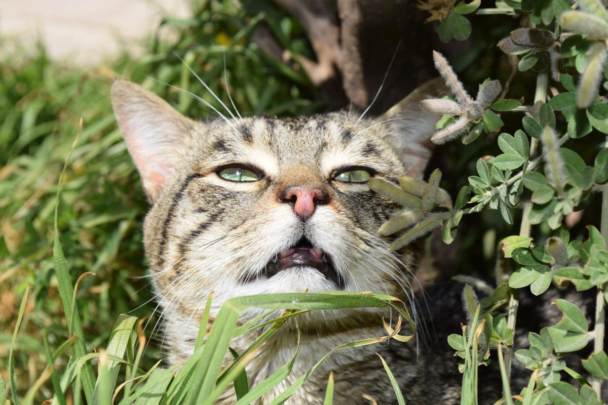 My Cat Smells Like Death - Bad Breath and Other Causes
