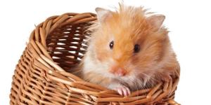 Preparing a Hamster's Cage: Step by Step Guide