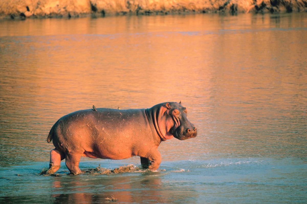 How Much Do Hippopotamuses Weigh?