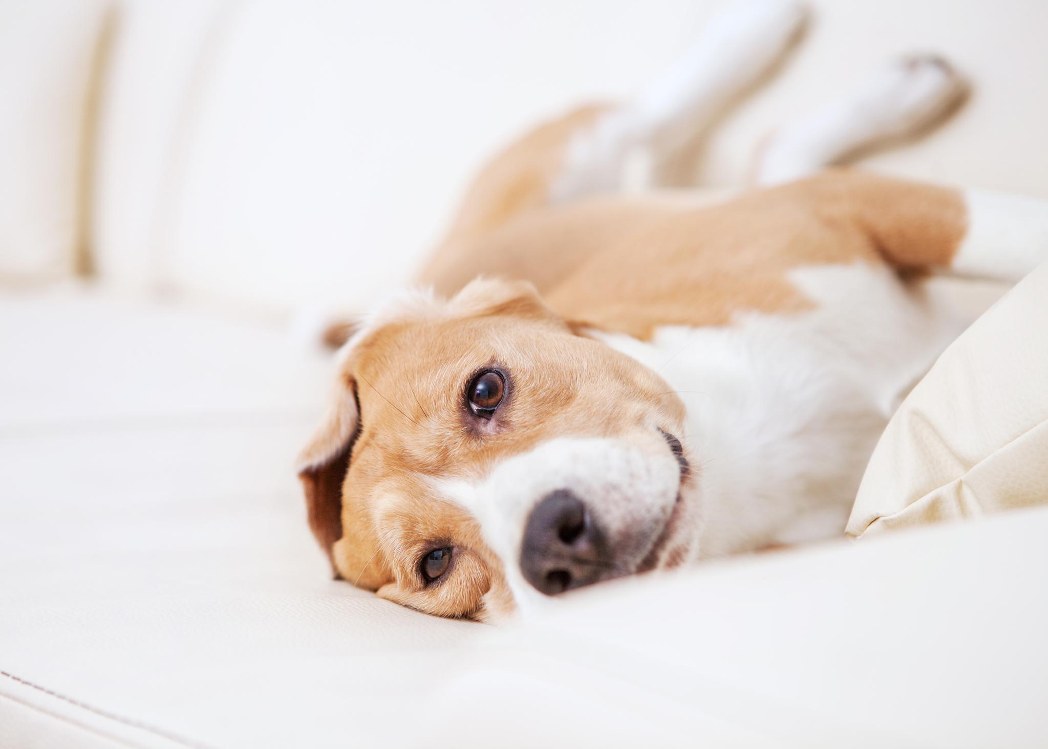 My Dog Rubs Against the Couch Why Dogs Rub Against Furniture