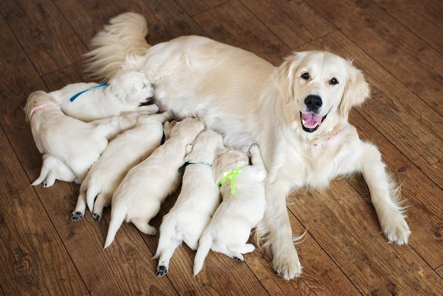 Can I Shower My Dog After Giving Birth Bathing After Labor can-i-shower-my-dog-after-giving-birth-bathing-after-labor