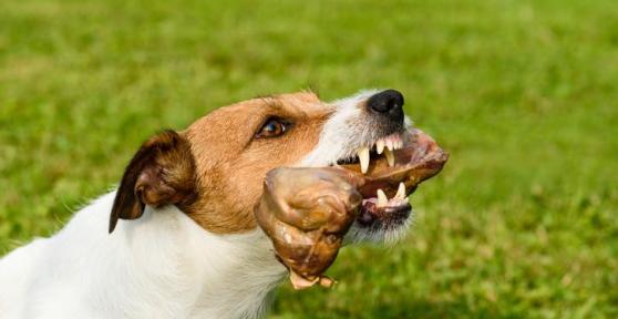 My Dog Bites Me When I Take Something Away