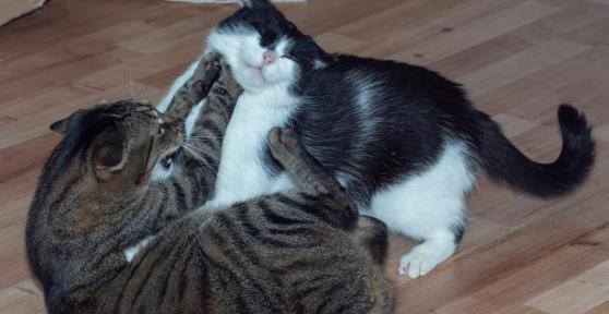 My Cat Was Bitten by Another Cat