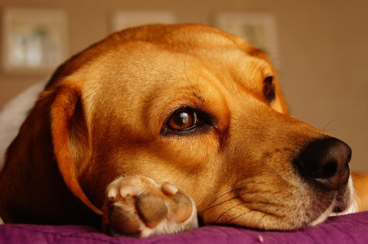 My Dog Has a Growth On Their Paw - Interdigital Cysts in Dogs