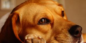 My Dog Has a Growth On Their Paw - Interdigital Cysts in Dogs