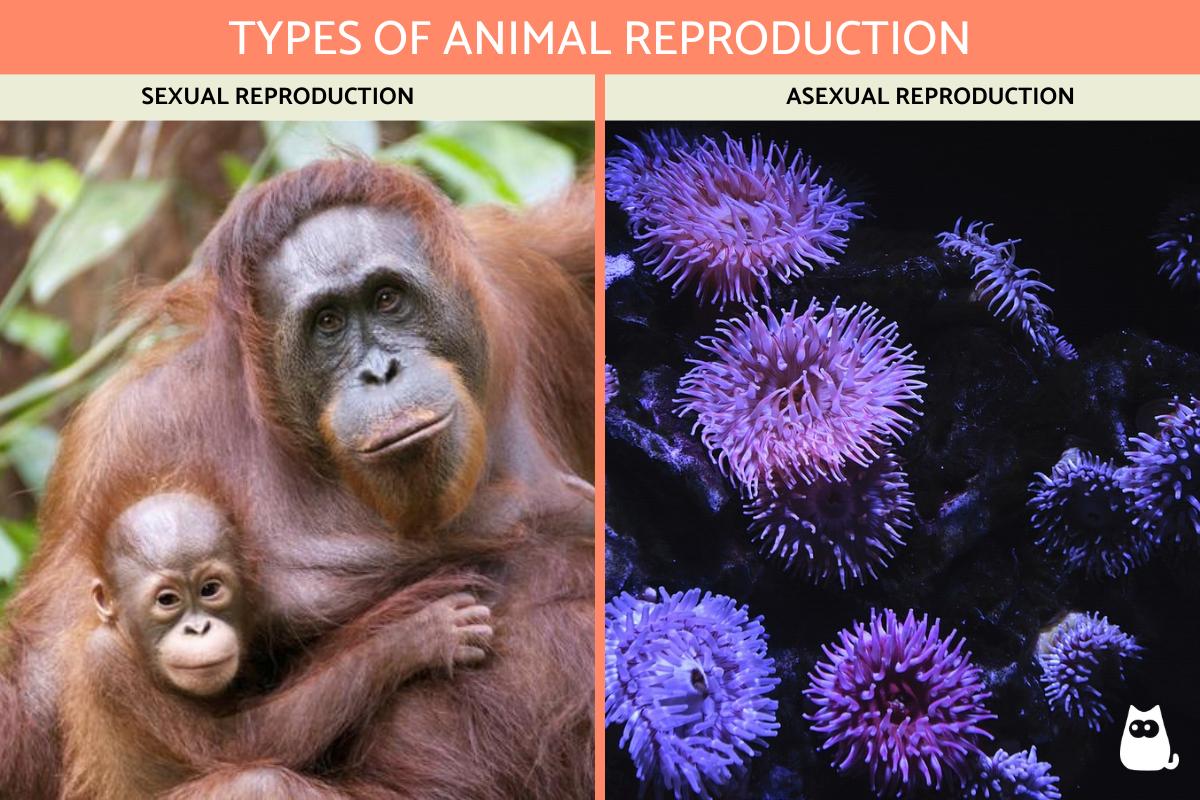 Types of Animal Reproduction - Sexual and Asexual