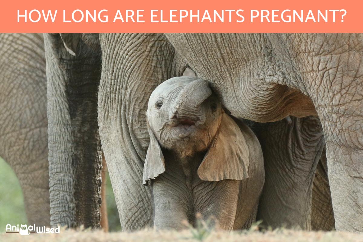 How Long Is an Elephant's Pregnancy?