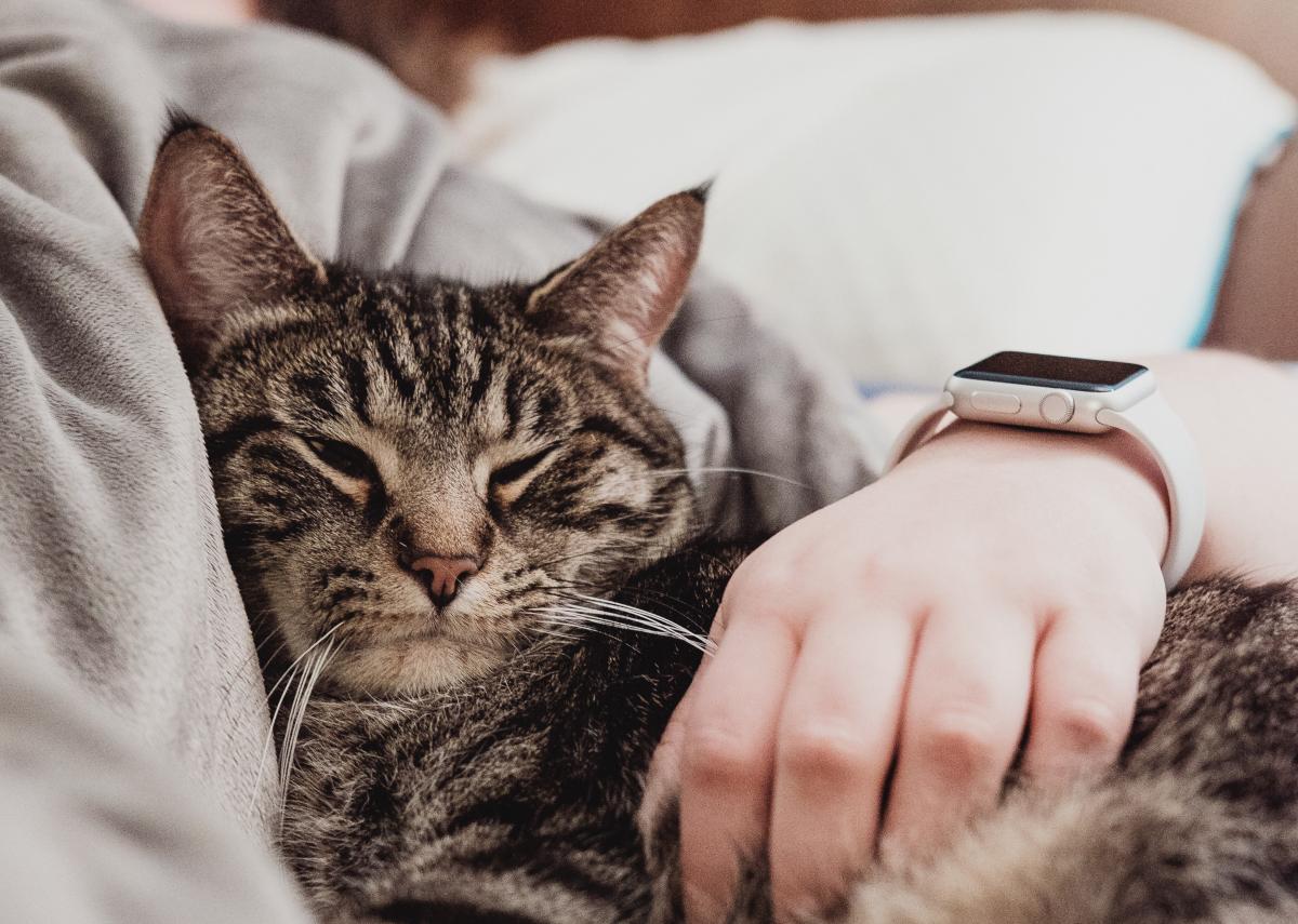 Reasons Your Cat Sleeps With You