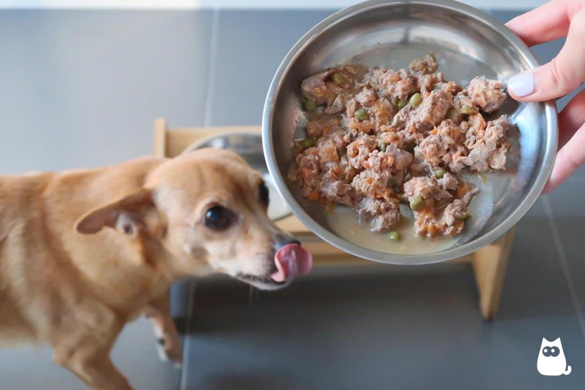 What Is the Best Meat for Dogs?