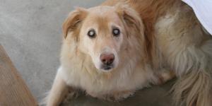 How to Know if Your Dog is Blind