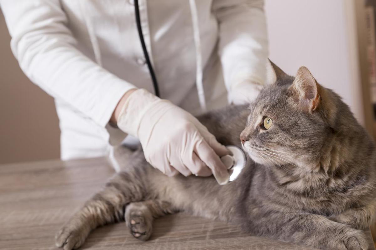 What Are the Deadliest Cat Diseases?