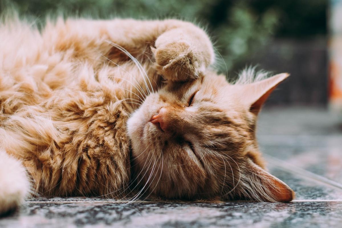 Ataxia in Cats - Causes, Symptoms and Treatment