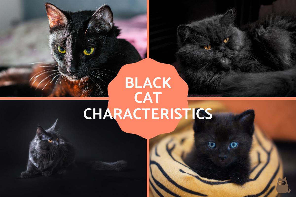 Interesting Characteristics About Black Cats