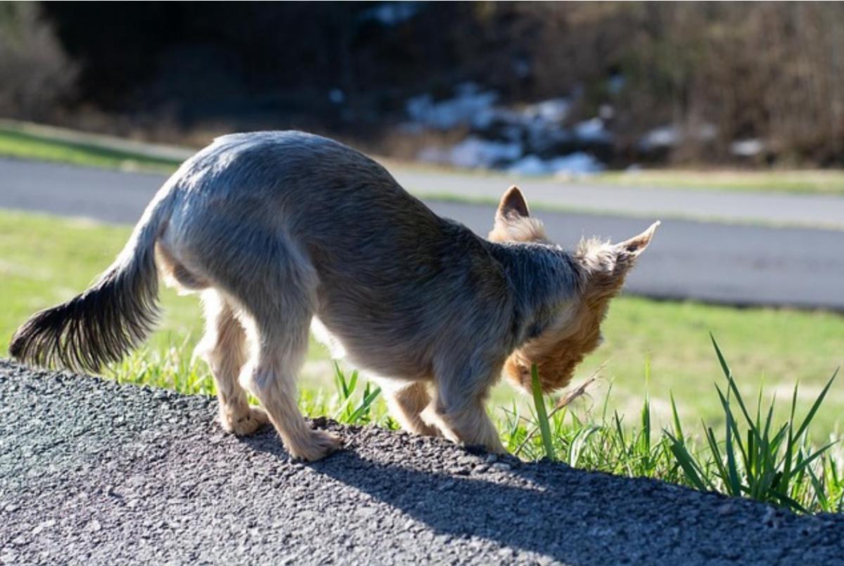 My Dog Is Eating Grass But Not Throwing Up