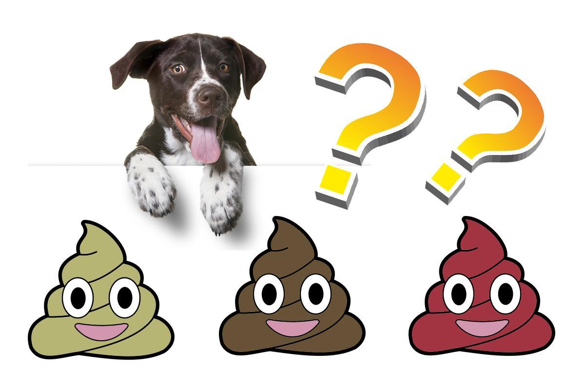 Types Of Dog Poop and What They Mean