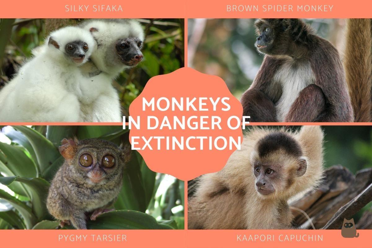 Critically Endangered Monkey Species